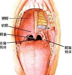 喉咙发炎半个月都没好的困扰与解决之道