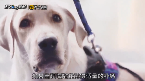 拉布拉多犬两个月大时的饲养指南